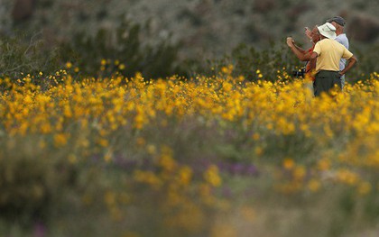 Đợt "siêu nở hoa" vô cùng bất thường trên sa mạc California