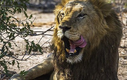 Kẻ săn trộm tê giác bị voi giẫm chết, sư tử ăn thịt