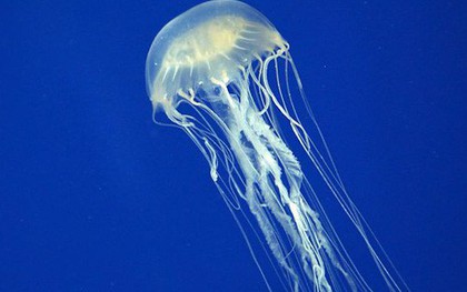 Sinh vật biển độc địa nhất thế giới không còn đáng sợ