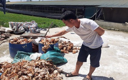 Truy tìm nhóm người nghi ném đá làm chết 1.200 con gà ở Hà Tĩnh