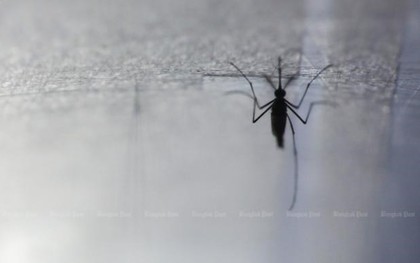 Thái Lan tích cực kiểm soát dịch 'sốt khom lưng' lây truyền qua muỗi