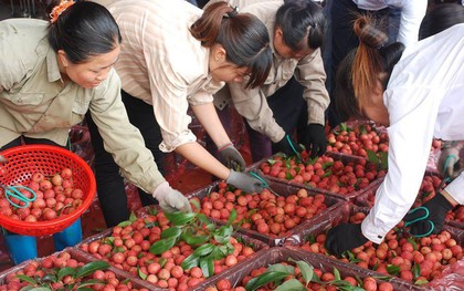 260 chủ vựa Trung Quốc tranh mua, vải thiều Bắc Giang giá cao kỷ lục