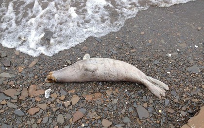 Phát hiện ít nhất 60 xác hải cẩu dọc bờ biển Alaska