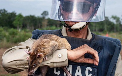 Chuyện lạ: Những con chuột to như chó con được người Campuchia dùng để dò mìn