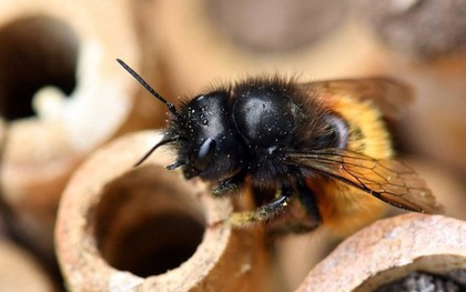Hệ lụy gì đằng sau hiện tượng nhiều loài ong hoang dã bắt đầu sử dụng nhựa làm vật liệu xây tổ