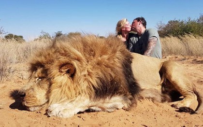 Cặp đôi Canada bị người yêu động vật kịch liệt lên án vì khóa môi bên xác sư tử quý hiếm vừa săn