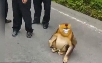 Xuống núi vi hành, 4 vị "Tôn Hành Giả" quý hiếm ngay lập tức bị nhà chức trách bắt giữ, gửi về địa phương