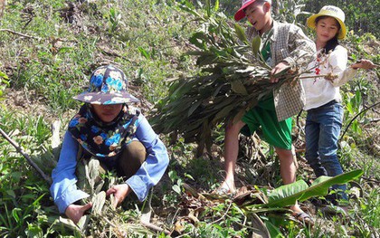 Ba mẹ con thẫn thờ trước đồi keo bị chặt phá la liệt trong đêm
