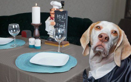 New York tổ chức tuần lễ nhà hàng phục vụ chó