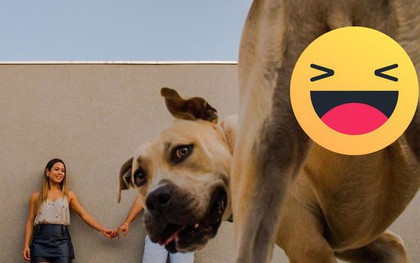 Boss chó đốn tim cư dân mạng nhờ "phá bĩnh" buổi chụp ảnh cưới của 2 sen thân thiết