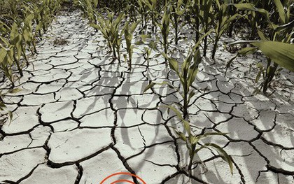 Biến đổi khí hậu đang đe dọa toàn bộ nền nông nghiệp: 30 năm nữa không biết chúng ta sẽ ăn gì