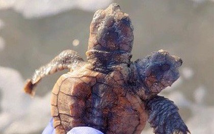 Phát hiện rùa hai đầu hiếm thấy ở Mỹ