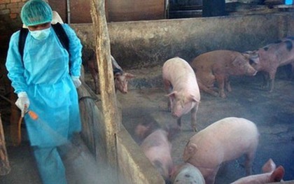 Hà Nội: Dịch tả lợn Châu Phi vẫn phức tạp, đã tiêu hủy hơn 500 nghìn con