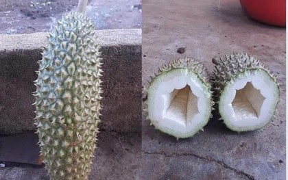 Hí hửng mua quả sầu riêng "không hạt", cô nàng bổ ra đúng như lời quảng cáo nhưng vẫn méo mặt vì thế này