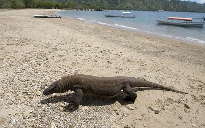 Indonesia hủy kế hoạch đóng cửa đảo rồng Komodo