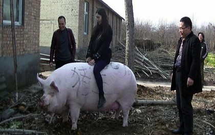 Trung Quốc nuôi lợn to như gấu Bắc Cực để đối phó khủng hoảng thịt lợn