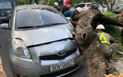 Hà Nội: Cây xanh bất ngờ bật gốc, đè vào ô tô đang đi trên đường Thanh Niên