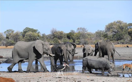 Hơn 100 con voi chết ở Botswana nghi do nhiễm bệnh than