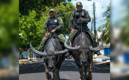 Cảnh sát Brazil gây sốt khi cưỡi trâu nước đi tuần tra