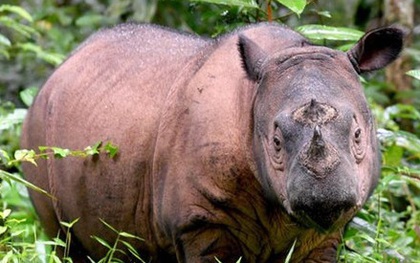 Tê giác Sumatra tuyệt chủng tại Malaysia