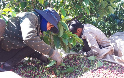 Lênh đênh phận người vượt hàng trăm cây số hái cà phê thuê kiếm Tết