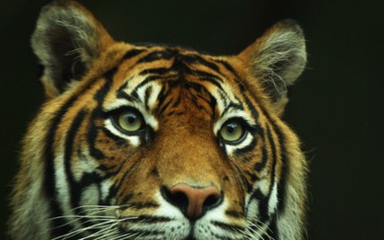 Bắt giữ 5 người Indonesia săn trộm bào thai hổ Sumatra quý hiếm