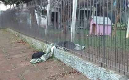 Thấy một chú chó đi lạc và ngủ ngoài đường giữa đêm đông lạnh lẽo, "boss" liền kéo chăn qua hàng rào chia sẻ với bạn
