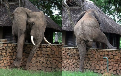 Con voi to lớn bất chấp tuổi trung niên vẫn quyết định "vượt rào" công viên để... trộm xoài nhưng đáng tiếc đã hết mùa