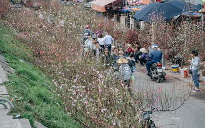 Chợ hoa lớn nhất Hà Nội nhộn nhịp những ngày sát Tết Nguyên Đán