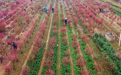 Người dân dưới chân cầu Nhật Tân xót xa khi đào nở rộ quá sớm