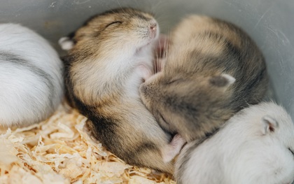 Năm Canh Tý, người trẻ tìm mua chuột hamster để giảm stress và cầu chúc may mắn