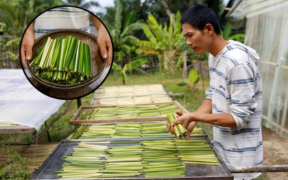 Ống hút cỏ bàng của chàng doanh nhân 8X Việt Nam gây ấn tượng mạnh với truyền thông quốc tế, dân mạng hết lời khen ngợi