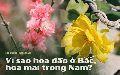 Ăn bao cái Tết nhưng bạn có biết vì sao miền Bắc chưng hoa đào còn miền Nam lại chuộng hoa mai không?