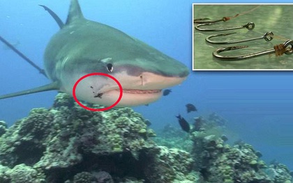 Nỗi đau thầm lặng của đại dương: Khoa học xác định hàng triệu cá mập có lưỡi câu mắc sâu trong da thịt, tác động của loài người đã lớn quá rồi
