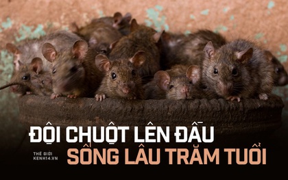 "Đội chuột lên đầu, sống lâu trăm tuổi": Nơi "cụ Tí" được con người yêu thương nhất Trái đất, ngày nào cũng ăn uống thoải mái chẳng sợ bất kỳ điều gì