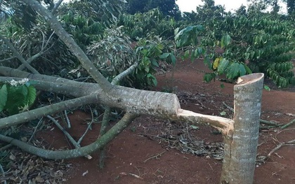 Điêu đứng phát hiện gần 60 cây sầu riêng bị chặt phá trong ngày Tết