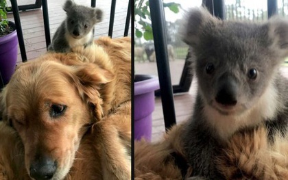 Sự thực đằng sau tấm hình chó golden cứu gấu koala lạc mẹ vì vụ cháy rừng thảm họa tại Úc: Cảm động và "cưng xỉu", nhưng... fake