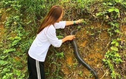 Gái xinh tay không bắt rắn hổ mang nặng gần 2kg cho bố ngâm rượu: "Về nhà em mới biết nó độc chết người"