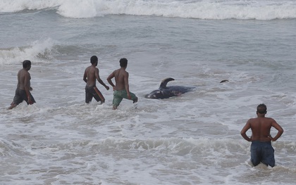 Sri Lanka cứu hộ hàng trăm con cá voi hoa tiêu mắc cạn