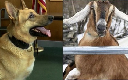 Chuyện tranh cử chức thị trưởng ở một tiểu bang nọ của nước Mỹ: Ứng cử viên gồm 2 con chó và 1 con dê