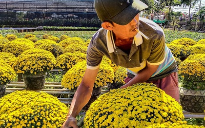 Làng hoa Sa Đéc vào mùa trẩy hội