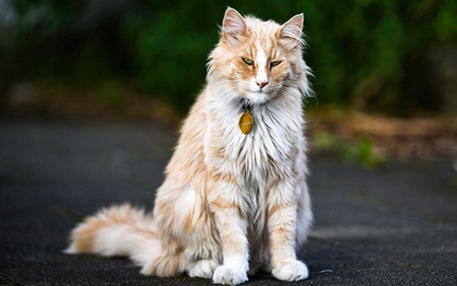 Chú mèo "vương giả" sở hữu 30.000 người hâm mộ và được tôn vinh như ông hoàng tại quê nhà