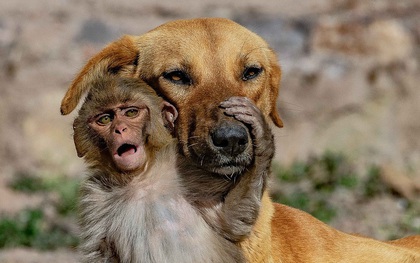 Mẹ qua đời vì bị đầu độc, khỉ con được chó nhận nuôi và tình mẫu tử khác loài khiến MXH cảm động
