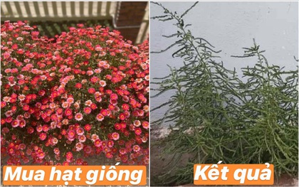 Hết quần áo đến hạt giống khác xa "ảnh minh hoạ": Hội chủ shop không có tâm là nguồn cảm hứng cho ngày Cá tháng Tư