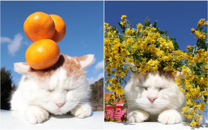 Nhìn lại những bức ảnh làm nên thương hiệu "mèo mặt mông" Shironeko: Thế giới đã mất đi một năng lượng dễ thương!