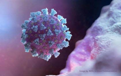 Australia phát hiện thuốc trị chấy có thể tiêu diệt virus SARS-CoV-2