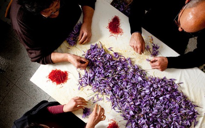 Cận cảnh quá trình thu hoạch saffron - thứ gia vị đắt nhất thế giới được mệnh danh “vàng đỏ“ có giá hàng tỷ đồng/kg, từng được Nữ hoàng Ai Cập dùng để dưỡng nhan