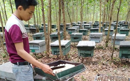 Điều tra vụ hàng trăm thùng ong nuôi trong rừng chết la liệt, nghi bị kẻ xấu đầu độc