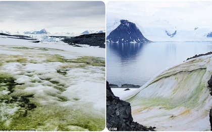Nam Cực tuyết trắng bỗng nhiên bị phủ xanh, nhưng lý do lần này không hẳn đã thuộc về con người