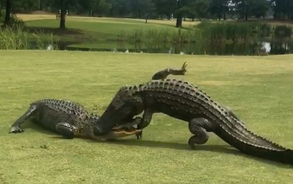 Hai anh cá sấu khổng lồ thản nhiên vật nhau giữa sân golf khiến loài người hết hồn khi chứng kiến cuộc chiến